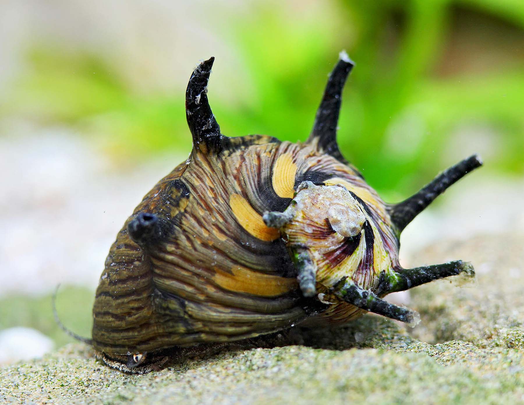Clithon corona (Sun Horned Snail)
